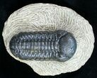 Bargain Phacops Trilobite Fossil - #9733-4